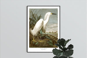 Snowy Heron or White Egret Print by John Audubon