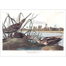 Load image into Gallery viewer, American Snipe Print by John Audubon