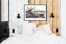 Load image into Gallery viewer, American Snipe Print by John Audubon
