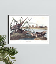 Load image into Gallery viewer, American Snipe Print by John Audubon