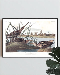 American Snipe Print by John Audubon