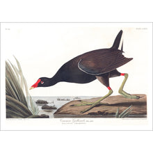 Load image into Gallery viewer, Common Gallinule Print by John Audubon