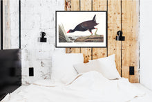 Load image into Gallery viewer, Common Gallinule Print by John Audubon