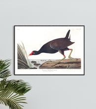 Load image into Gallery viewer, Common Gallinule Print by John Audubon