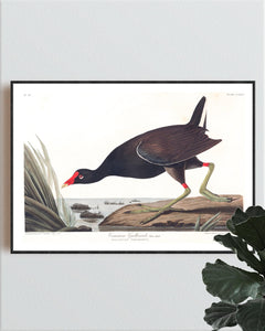Common Gallinule Print by John Audubon