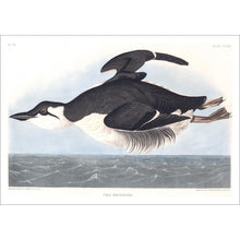 Load image into Gallery viewer, Uria Brunnichii Print by John Audubon