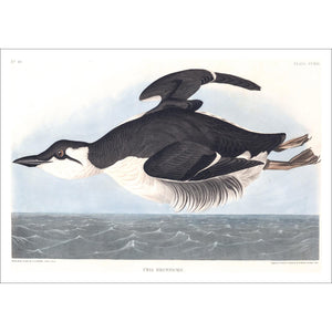 Uria Brunnichii Print by John Audubon