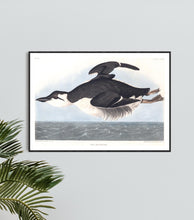 Load image into Gallery viewer, Uria Brunnichii Print by John Audubon
