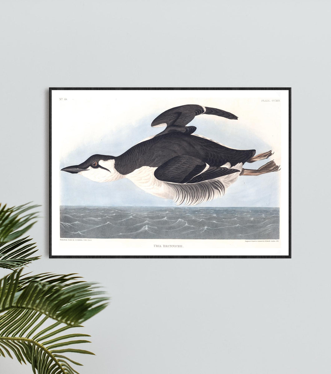 Uria Brunnichii Print by John Audubon