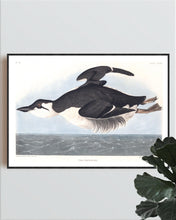 Load image into Gallery viewer, Uria Brunnichii Print by John Audubon