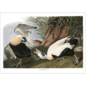 Eider Duck Print by John Audubon