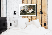 Load image into Gallery viewer, Eider Duck Print by John Audubon