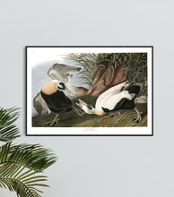 Load image into Gallery viewer, Eider Duck Print by John Audubon