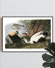 Load image into Gallery viewer, Eider Duck Print by John Audubon