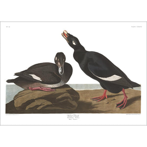 Velvet Duck Print by John Audubon