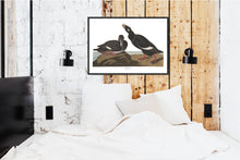 Load image into Gallery viewer, Velvet Duck Print by John Audubon