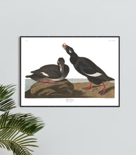 Load image into Gallery viewer, Velvet Duck Print by John Audubon