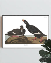 Load image into Gallery viewer, Velvet Duck Print by John Audubon