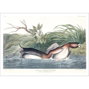 American Pied-Bill Dobchick Print by John Audubon
