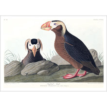 Load image into Gallery viewer, Tufted Auk Print by John Audubon