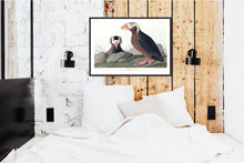 Load image into Gallery viewer, Tufted Auk Print by John Audubon