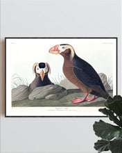 Load image into Gallery viewer, Tufted Auk Print by John Audubon