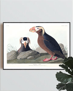 Tufted Auk Print by John Audubon