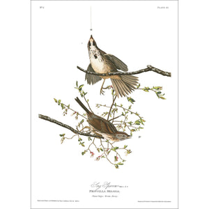 Song Sparrow Print by John Audubon