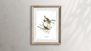 Song Sparrow Print by John Audubon