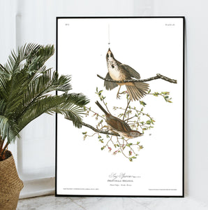 Song Sparrow Print by John Audubon