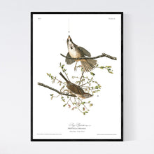 Load image into Gallery viewer, Song Sparrow Print by John Audubon