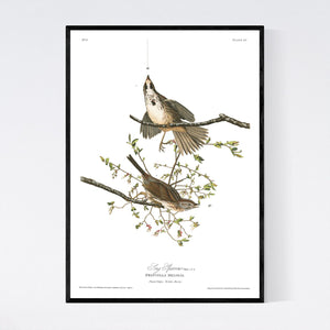 Song Sparrow Print by John Audubon