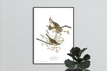 Load image into Gallery viewer, Song Sparrow Print by John Audubon