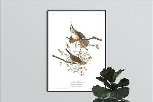 Song Sparrow Print by John Audubon