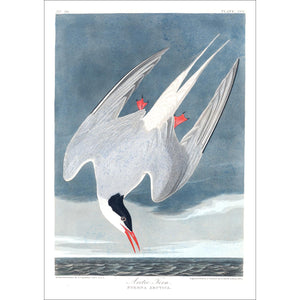 Artic Tern Print by John Audubon