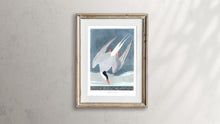 Load image into Gallery viewer, Artic Tern Print by John Audubon