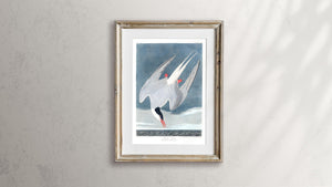 Artic Tern Print by John Audubon