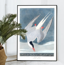 Load image into Gallery viewer, Artic Tern Print by John Audubon