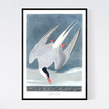 Load image into Gallery viewer, Artic Tern Print by John Audubon