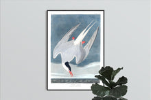 Load image into Gallery viewer, Artic Tern Print by John Audubon