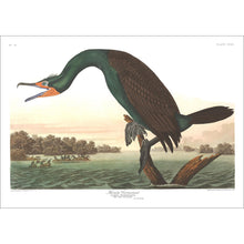 Load image into Gallery viewer, Florida Cormorant Print by John Audubon