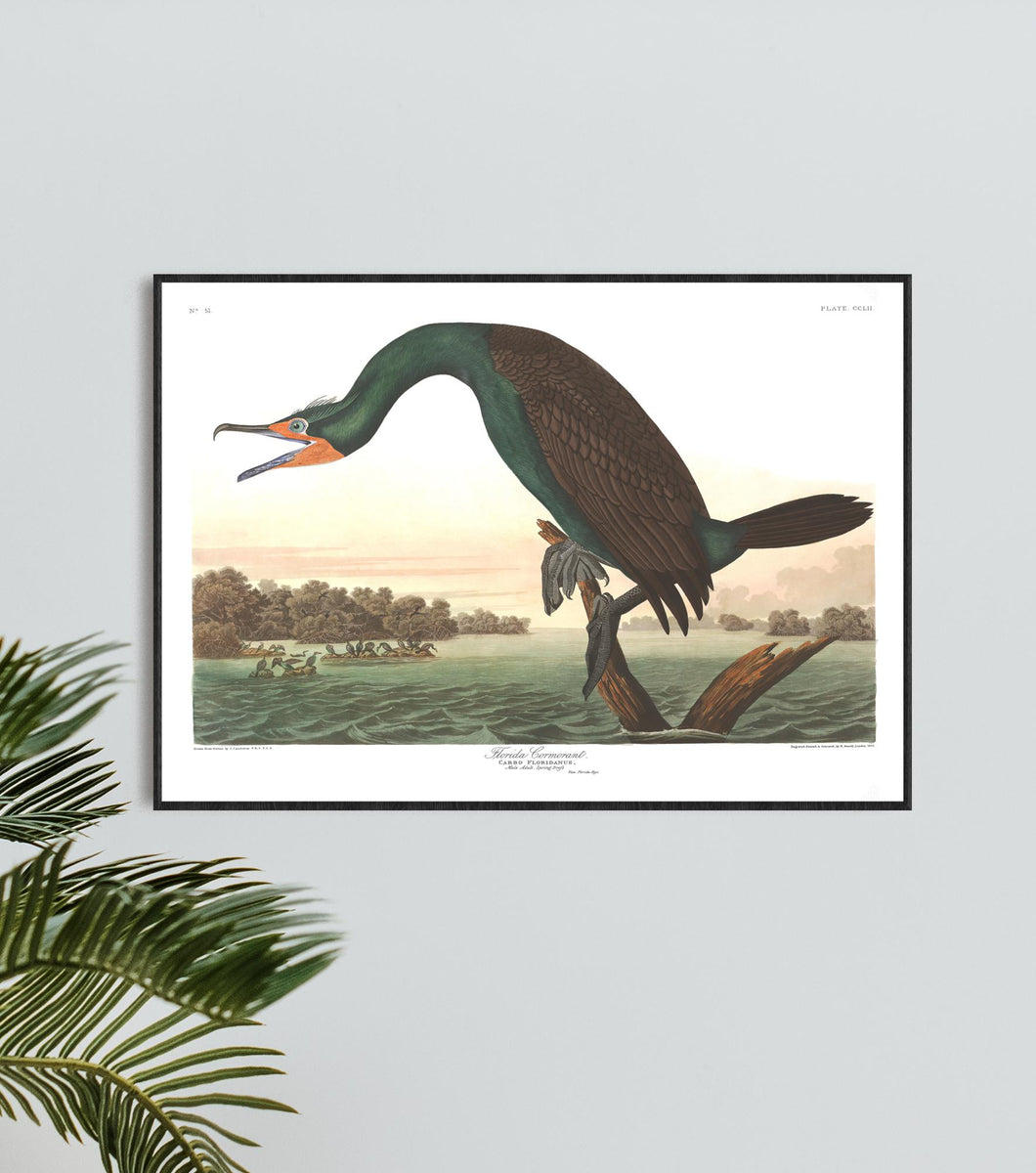 Florida Cormorant Print by John Audubon