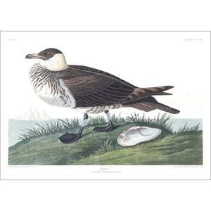 Jager Print by John Audubon