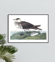 Load image into Gallery viewer, Jager Print by John Audubon