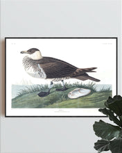 Load image into Gallery viewer, Jager Print by John Audubon