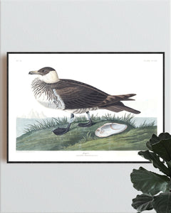 Jager Print by John Audubon