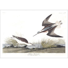 Load image into Gallery viewer, Wilson&#39;s Phalarope Print by John Audubon