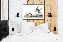 Load image into Gallery viewer, Wilson&#39;s Phalarope Print by John Audubon