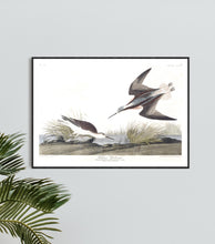 Load image into Gallery viewer, Wilson&#39;s Phalarope Print by John Audubon