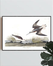 Load image into Gallery viewer, Wilson&#39;s Phalarope Print by John Audubon